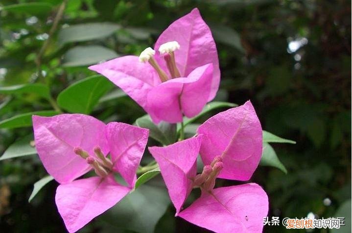 三角梅开花前怎么浇水,三角梅开花时,浇水用好这2招,夸张式爆盆,“只见花不见叶”