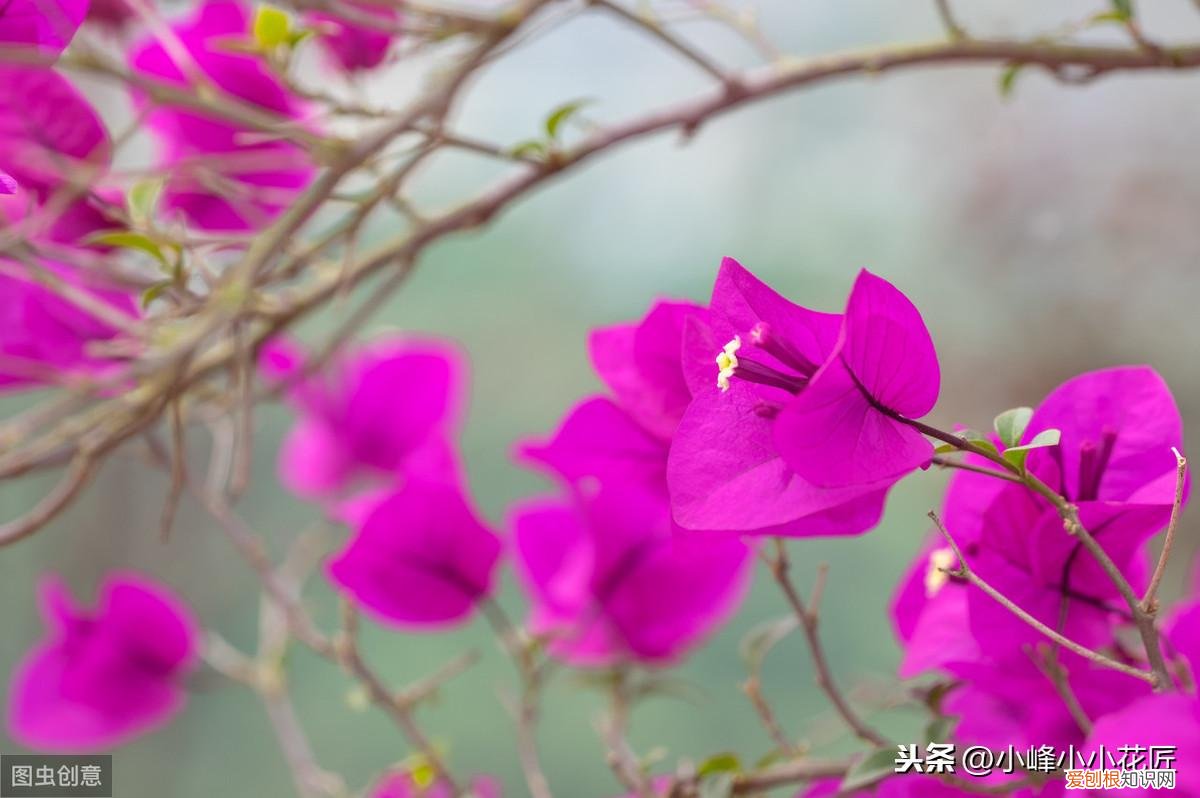 三角梅开花前怎么浇水,三角梅开花时,浇水用好这2招,夸张式爆盆,“只见花不见叶”