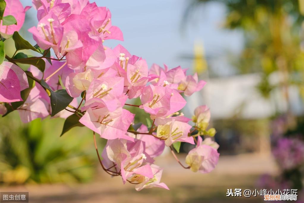 三角梅开花前怎么浇水,三角梅开花时,浇水用好这2招,夸张式爆盆,“只见花不见叶”