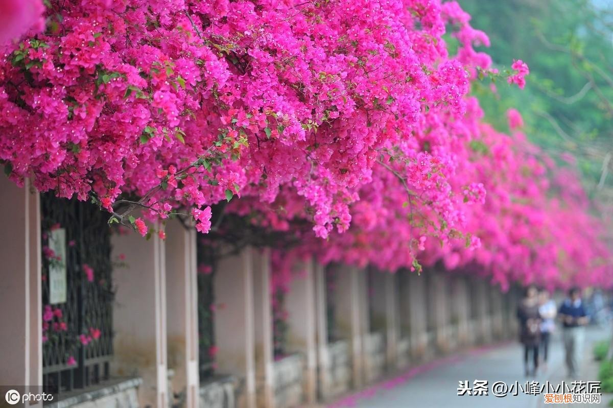 三角梅开花前怎么浇水,三角梅开花时,浇水用好这2招,夸张式爆盆,“只见花不见叶”