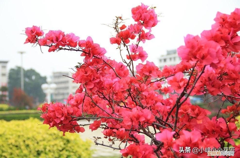 三角梅开花前怎么浇水,三角梅开花时,浇水用好这2招,夸张式爆盆,“只见花不见叶”