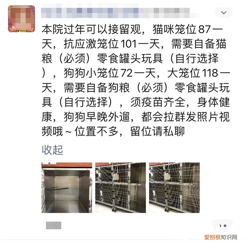 吸金力是什么意思，吸金也吸睛，这个春节宠物们穿新衣、吃年饭存在感满满