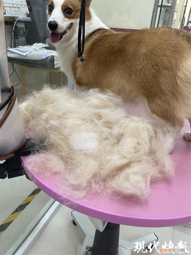 吸金力是什么意思，吸金也吸睛，这个春节宠物们穿新衣、吃年饭存在感满满