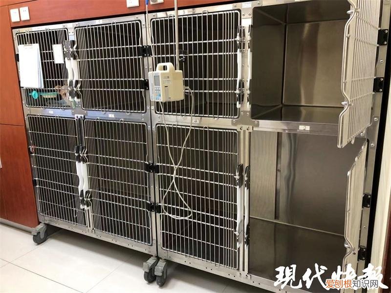 吸金力是什么意思，吸金也吸睛，这个春节宠物们穿新衣、吃年饭存在感满满