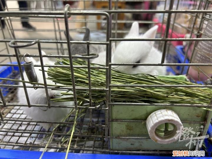 180块钱能买什么，上周80元这周160元起步，宠物兔价格翻了一番！贵的上千元，你会在兔年养只小兔子吗？