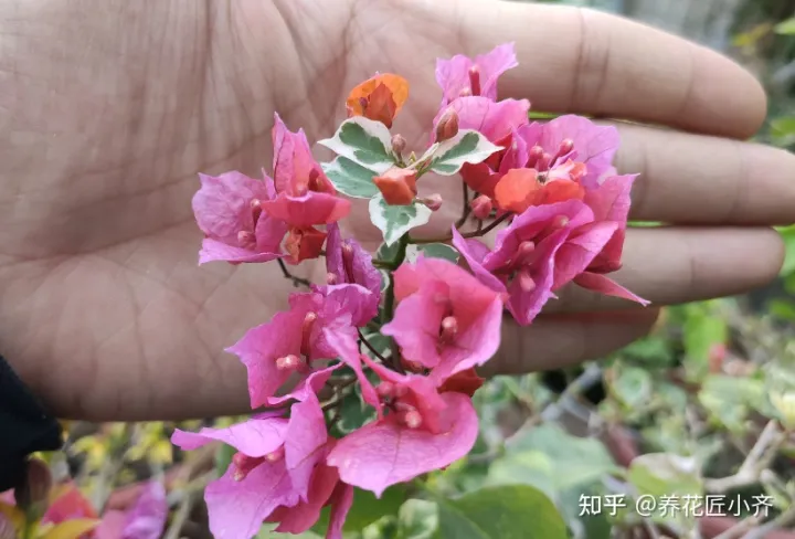 让三角梅开花的方法，三角梅开花“三要素”，掌握好技巧，一年最少开三次
