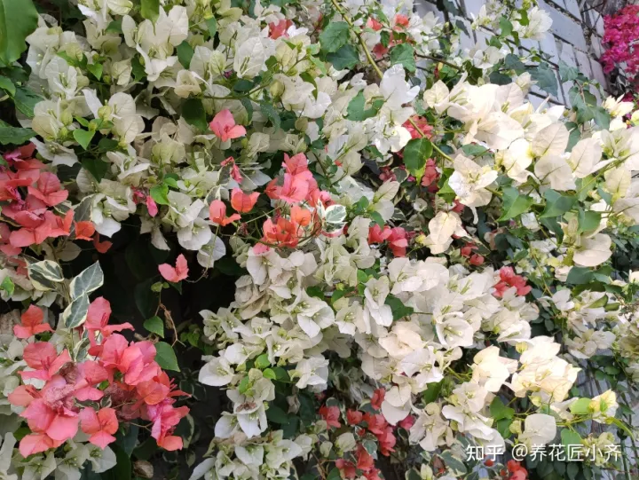 让三角梅开花的方法，三角梅开花“三要素”，掌握好技巧，一年最少开三次