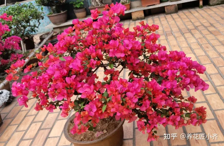 让三角梅开花的方法，三角梅开花“三要素”，掌握好技巧，一年最少开三次
