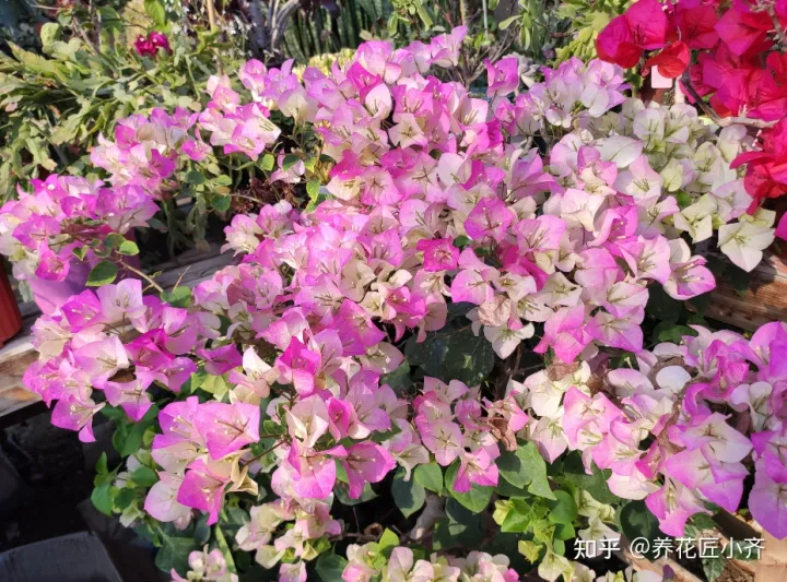 让三角梅开花的方法，三角梅开花“三要素”，掌握好技巧，一年最少开三次
