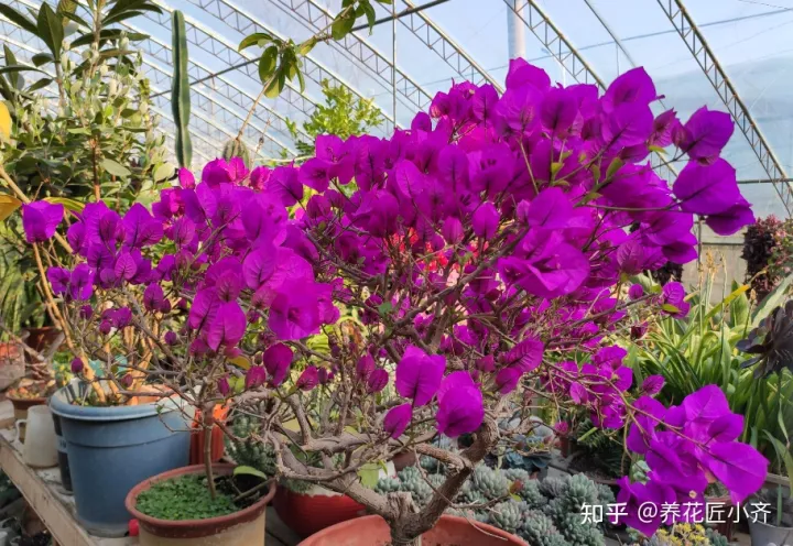 让三角梅开花的方法，三角梅开花“三要素”，掌握好技巧，一年最少开三次