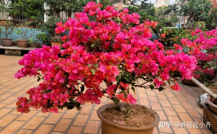 三角梅花苞期间养护，秋后养三角梅，只需做好“四步”，花苞冒出来，持续开花到冬季