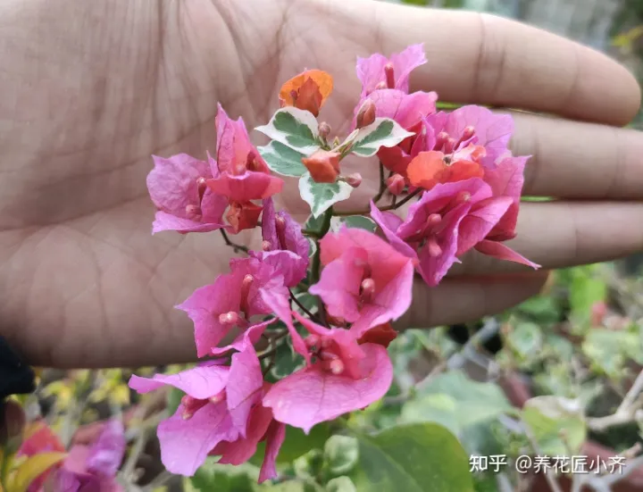 三角梅花苞期间养护，秋后养三角梅，只需做好“四步”，花苞冒出来，持续开花到冬季