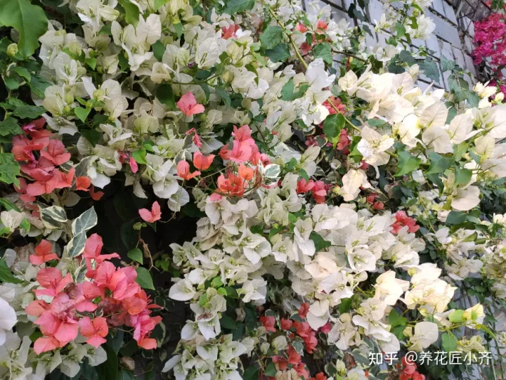 三角梅花苞期间养护，秋后养三角梅，只需做好“四步”，花苞冒出来，持续开花到冬季