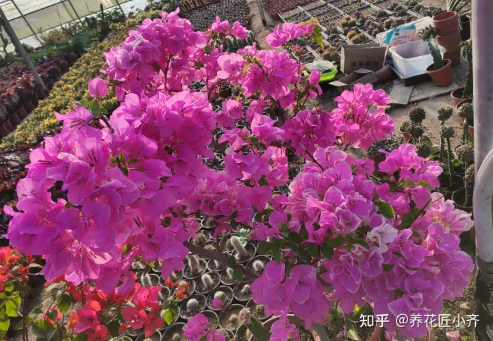 三角梅花苞期间养护，秋后养三角梅，只需做好“四步”，花苞冒出来，持续开花到冬季
