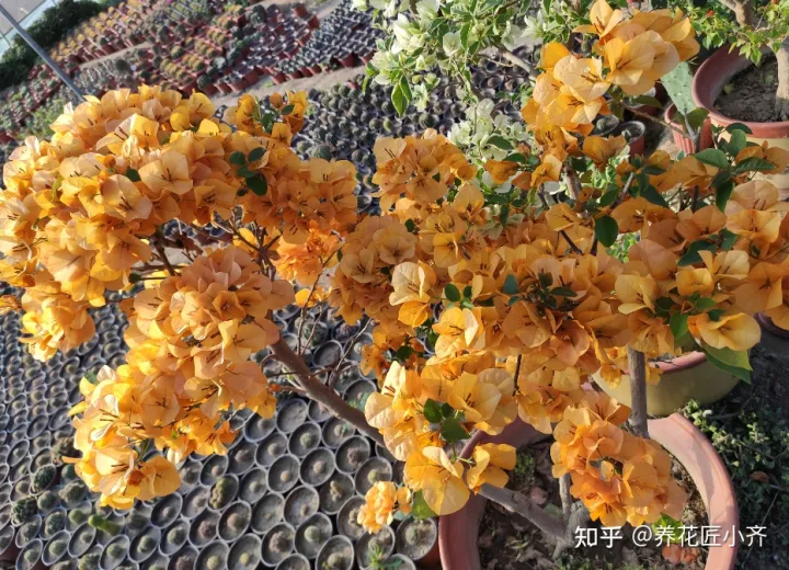 三角梅花苞期间养护，秋后养三角梅，只需做好“四步”，花苞冒出来，持续开花到冬季