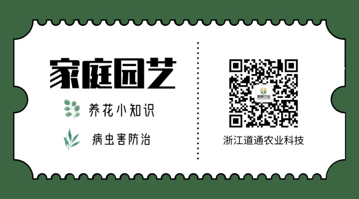 三角梅花期过后应该怎么养护夏天，三角梅花期养护“小妙招”，做对了，延长花期长得旺！