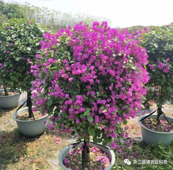 三角梅花期过后应该怎么养护夏天，三角梅花期养护“小妙招”，做对了，延长花期长得旺！