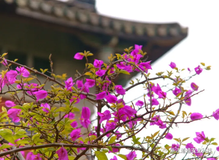 三角梅花期过后应该怎么养护夏天，三角梅花期养护“小妙招”，做对了，延长花期长得旺！
