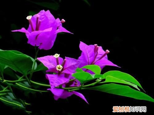 三角梅怎样养开花，这样养三角梅更容易开花 教大家养出别致的三角梅盆景