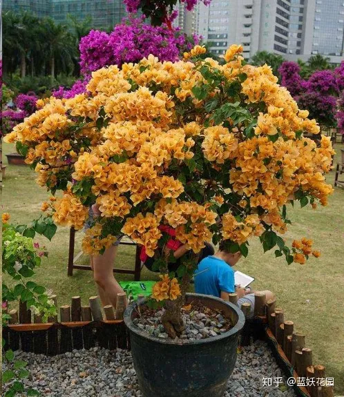 初春三角梅怎么养，蓝妖：三角梅怎么养？做好这5点，三角梅年年开爆盆！