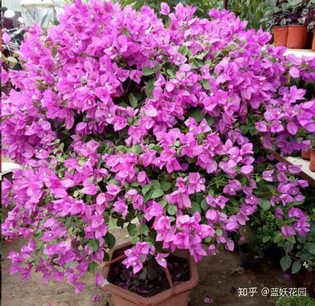 初春三角梅怎么养，蓝妖：三角梅怎么养？做好这5点，三角梅年年开爆盆！