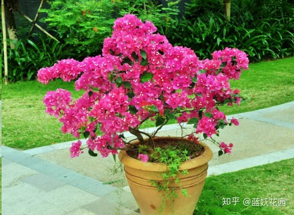 初春三角梅怎么养，蓝妖：三角梅怎么养？做好这5点，三角梅年年开爆盆！