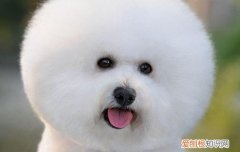 狗狗自己在家喜欢四脚朝天扭啊扭 狗狗四脚朝天扭来扭去是什么意思