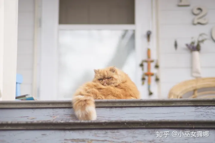 i’m a cat person，I am a cat person. 动物相关的俚语也许能为你的口语加分