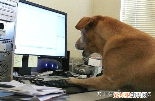 和狗相关的英语谚语，人家可不说”狗腿子”，8个英语俗语，看出外国对狗狗的态度