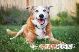 和狗相关的英语谚语，人家可不说”狗腿子”，8个英语俗语，看出外国对狗狗的态度