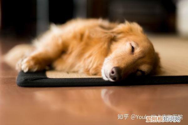 和狗相关的英语谚语，人家可不说”狗腿子”，8个英语俗语，看出外国对狗狗的态度