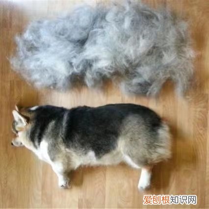 说了多少次！夏天不要给狗剃毛！
