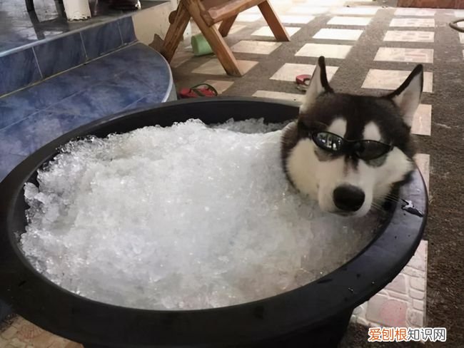 说了多少次！夏天不要给狗剃毛！