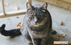 猫咪多大开始驱虫多久驱虫一次，猫咪多大开始驱虫多久驱虫一次比较好