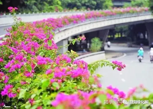 如何养护三角梅，谈谈三角梅的养护问题——把握好七个“最佳”
