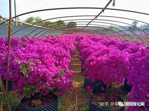 如何养护三角梅，谈谈三角梅的养护问题——把握好七个“最佳”