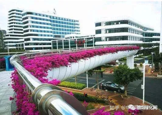 如何养护三角梅，谈谈三角梅的养护问题——把握好七个“最佳”
