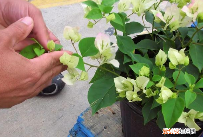 三角梅盆栽注意事项，喜欢居家盆栽三角梅？掌握4点管理技巧，新手照样轻松养好