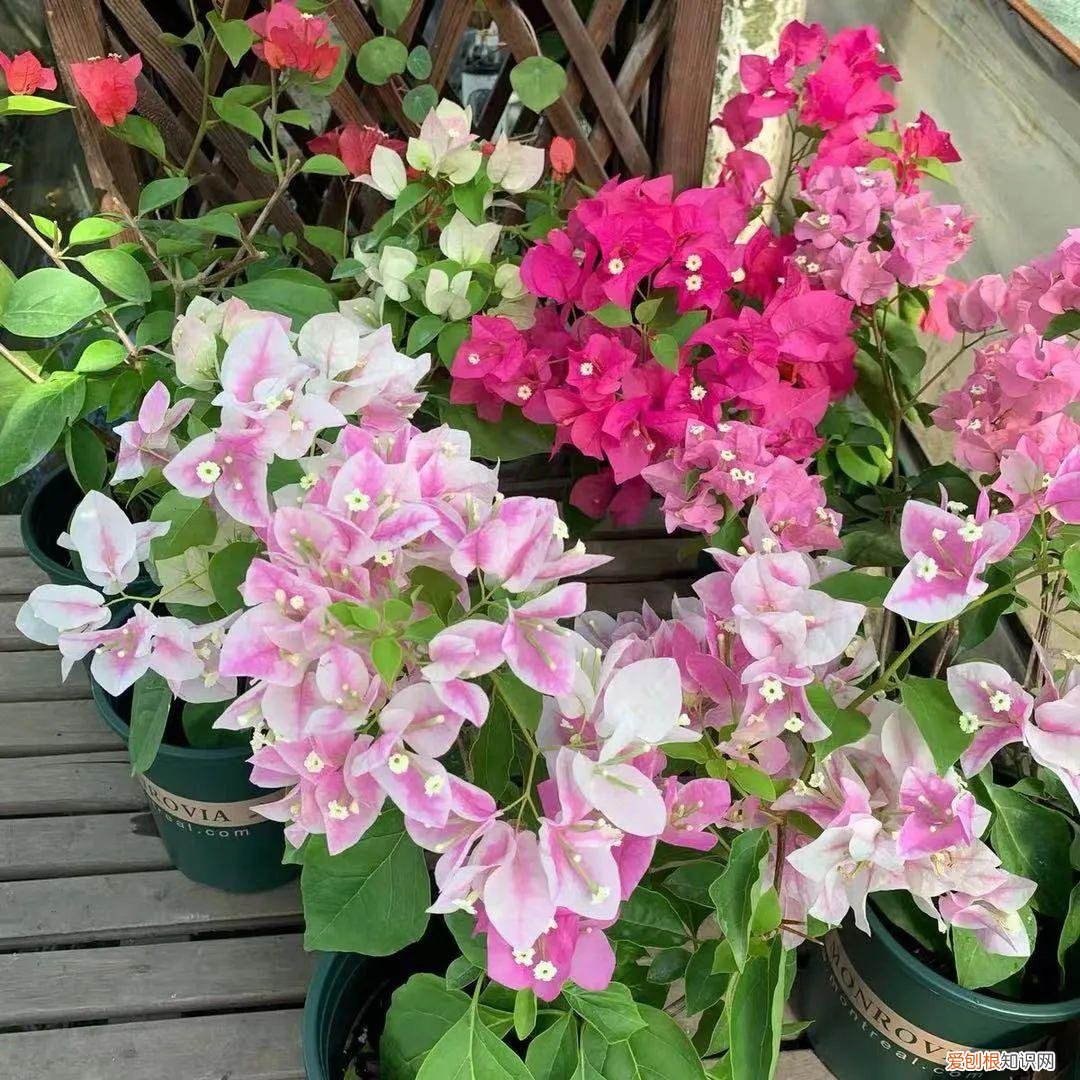 春天怎么养护三角梅，三角梅春天有“5怕”，避开了才能越养越精神，开花多又美