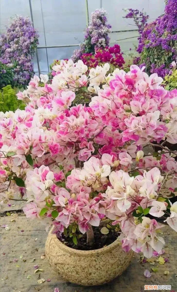 春天怎么养护三角梅，三角梅春天有“5怕”，避开了才能越养越精神，开花多又美