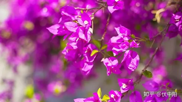 三角梅怎样分别一季和四季开花，三角梅这样养，四季花开不断