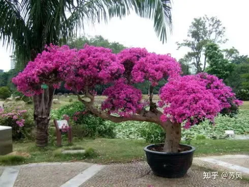 三角梅怎么养才会开花，高手养三角梅，开花多，花期长，关键就在这三点！