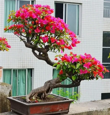 三角梅怎么养才会开花，高手养三角梅，开花多，花期长，关键就在这三点！