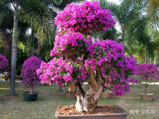 三角梅怎么养才会开花，高手养三角梅，开花多，花期长，关键就在这三点！