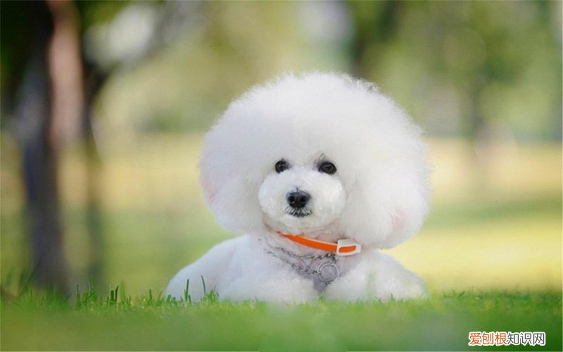 比熊犬三个月图片 比熊犬三个月通人性吗