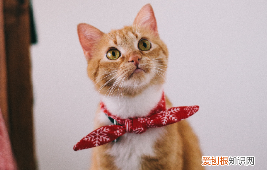 猫吐粉红色液体可是精神很好,猫吐粉红色液体可是精神很好怎么回事