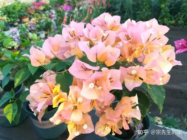 三角梅只开花不长叶子怎么办，养三角梅有“四怕”，做错了只长叶不开花，赶紧纠正，四季能开花