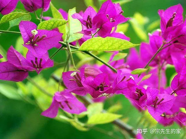 三角梅只开花不长叶子怎么办，养三角梅有“四怕”，做错了只长叶不开花，赶紧纠正，四季能开花