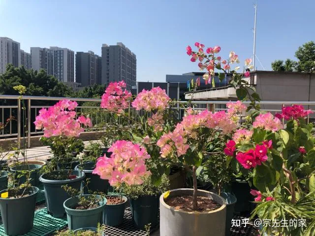 三角梅只开花不长叶子怎么办，养三角梅有“四怕”，做错了只长叶不开花，赶紧纠正，四季能开花