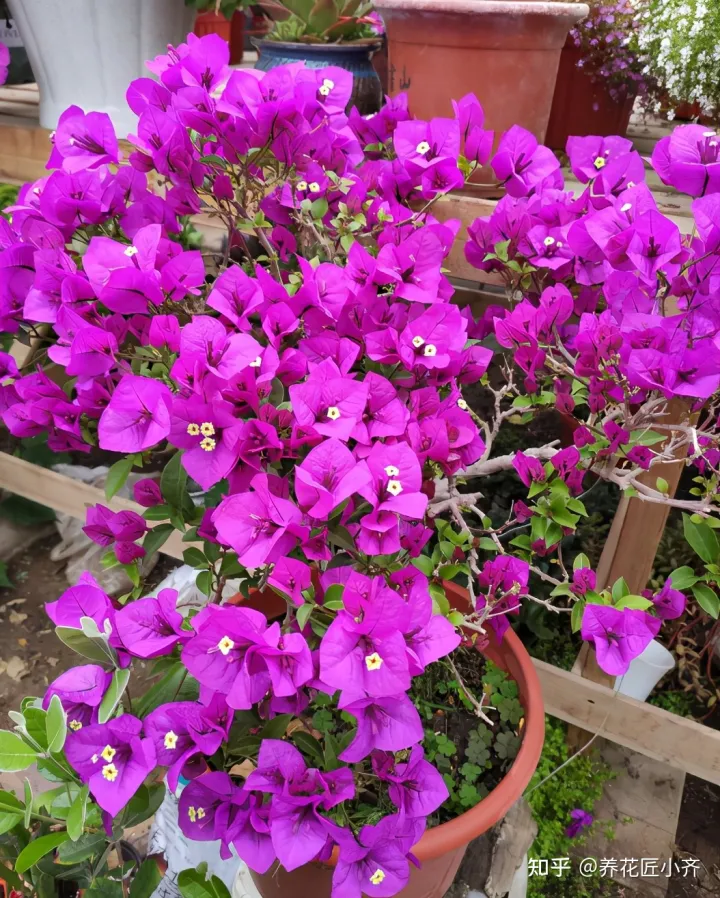 三角梅怎样才能开满花，真正漂亮的三角梅开花，是没有叶子开满花，掌握好技巧，你也可以